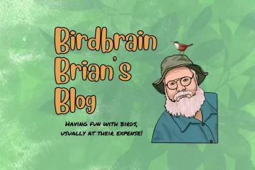Birdbrain – Canyon Wren