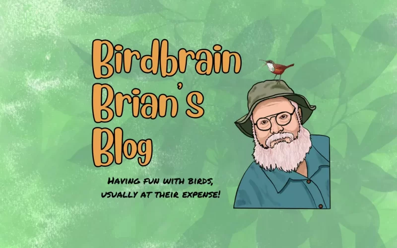 Birdbrain – Canyon Wren