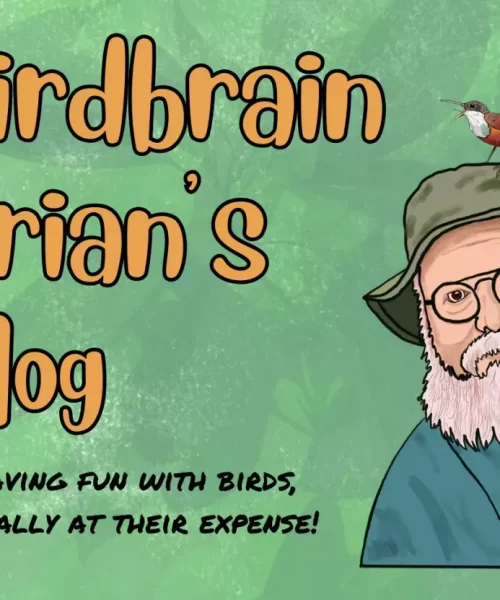 Birdbrain – American Robin (Turdus migratorius)