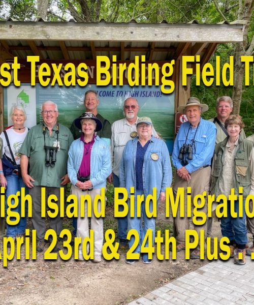 Bird Nirvana on the Gulf: My High Island Migration Adventure