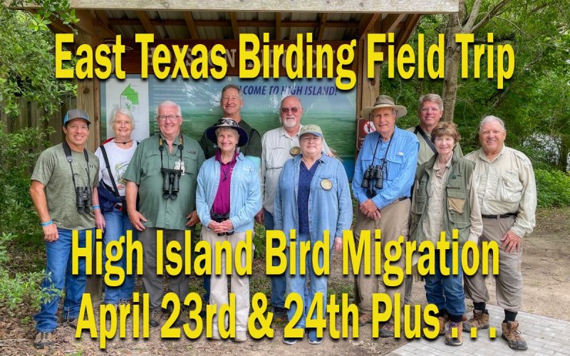 Bird Nirvana on the Gulf: My High Island Migration Adventure