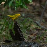 East Texas ID Guide - ID Guide to East Texas Birds - East Texas Birding