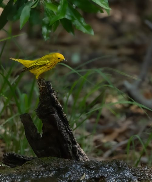 How to Photograph Birds in Bad Light Without Crying