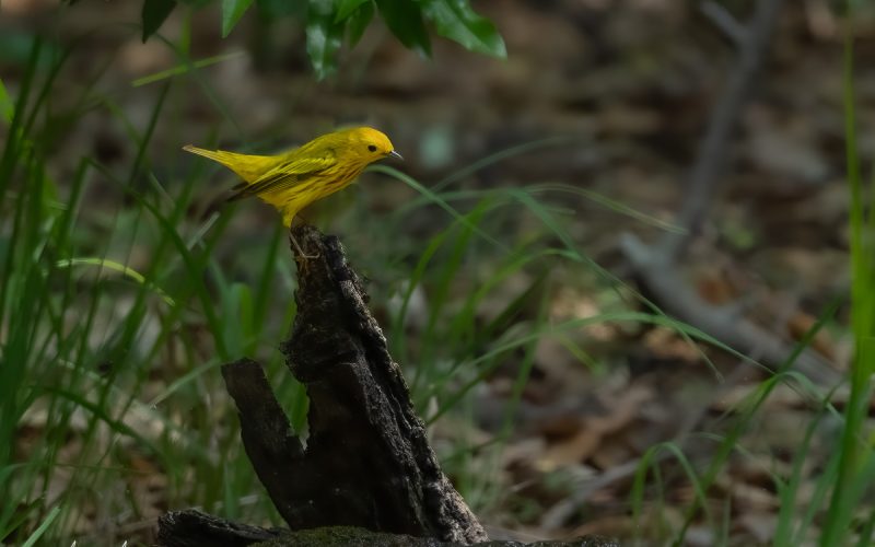 How to Photograph Birds in Bad Light Without Crying