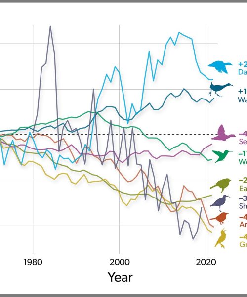 Decline of North America’s Bird Over the Past 50 Years