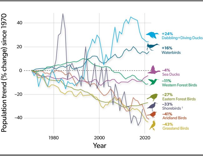 Decline of North America’s Bird Over the Past 50 Years