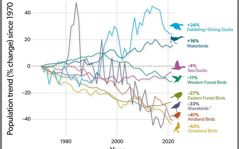 Decline of North America’s Bird Over the Past 50 Years
