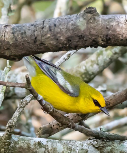 Cranky Birders and Happy Warblers: A Spring Migration Story