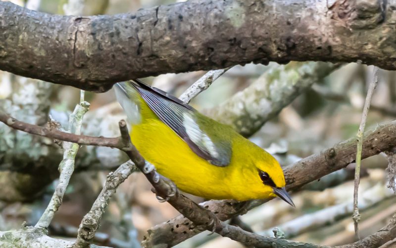 Cranky Birders and Happy Warblers: A Spring Migration Story