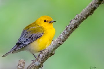Where Birds Fly and Families Bond: The Magic of Spring Migration on the Texas Coast