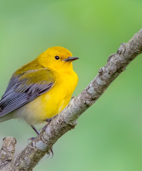 Where Birds Fly and Families Bond: The Magic of Spring Migration on the Texas Coast