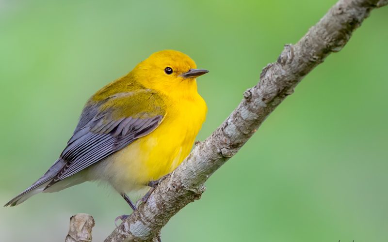 Where Birds Fly and Families Bond: The Magic of Spring Migration on the Texas Coast
