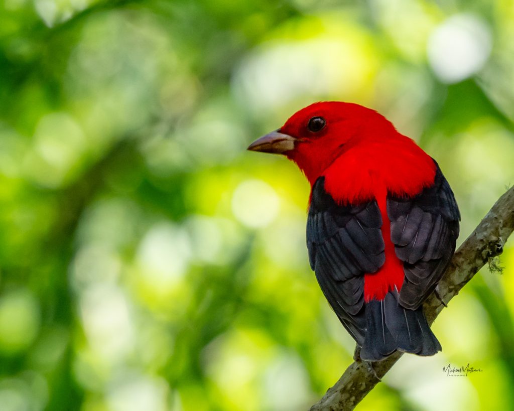 Birding at High Island Bird Sanctuaries and Sabine Woods - with TexasBirder.com