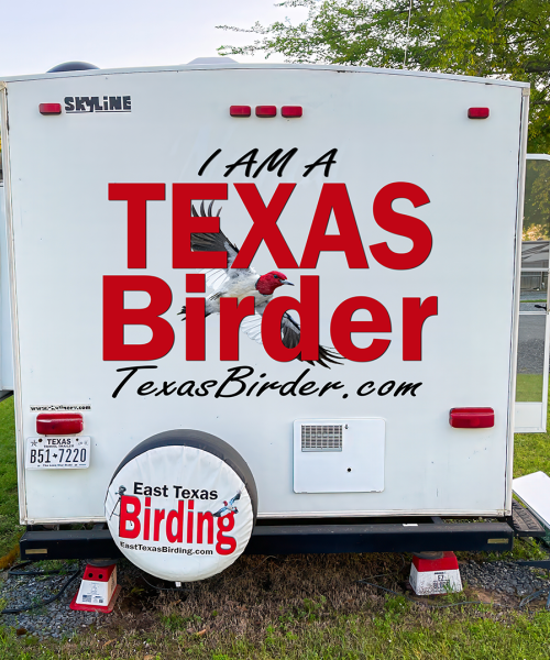 Winging It Across Texas: The Texas Birder Camper Takes Flight (Sorta)