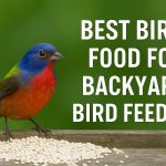 Best Bird Seed & Food in Texas for Backyard Bird Feeders