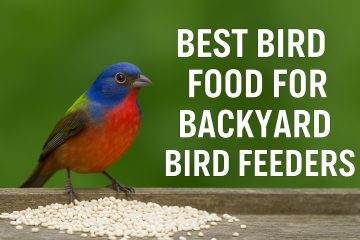 Choosing the Best Bird Seed for Texas Backyard Feeders (Without Starting a Squirrel Uprising)