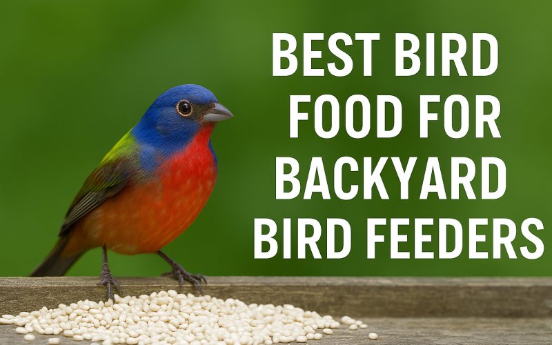 Choosing the Best Bird Seed for Texas Backyard Feeders (Without Starting a Squirrel Uprising)