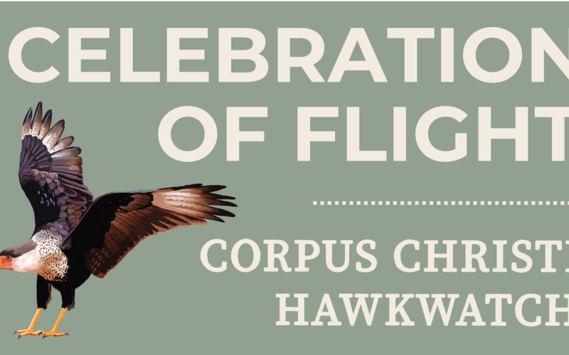 Celebration of Flight – Hawkwatch – 09/26-28/2025