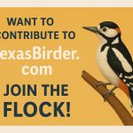 Join us at Texas Birder - Texas Bird IDs, Texas Bird Products, Texas Birder Blogs --