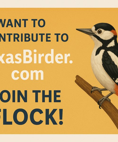 Want to Contribute to TexasBirder.com?