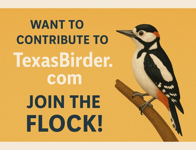 Want to Contribute to TexasBirder.com?