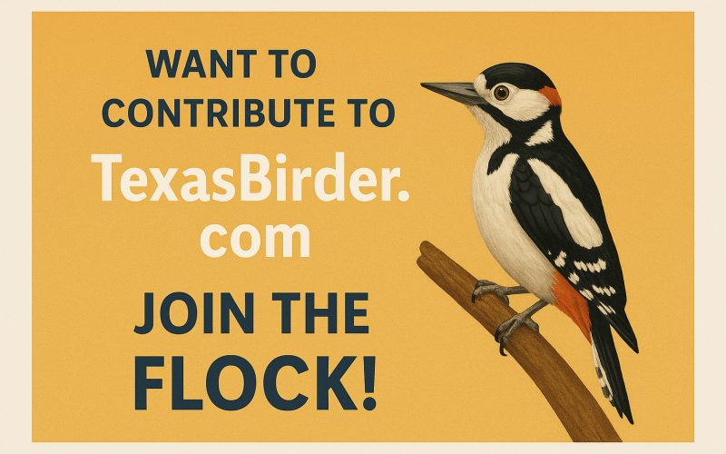 Want to Contribute to TexasBirder.com?