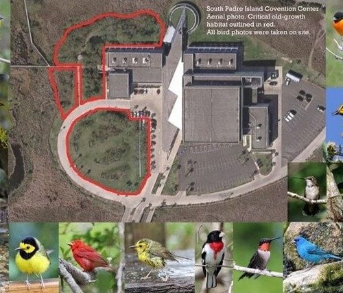 Preserve the Migratory Birding Habitat at South Padre Island Convention Center