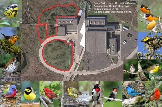 Preserve the Migratory Birding Habitat at South Padre Island Convention Center