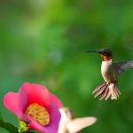 Rockport-Fulton Hummingbird Festival