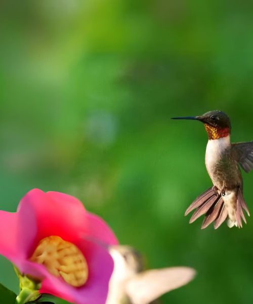 Rockport-Fulton Hummingbird Celebration 09/18-21/2025