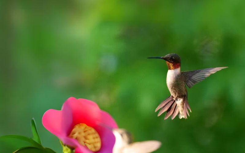 Rockport-Fulton Hummingbird Celebration 09/18-21/2025