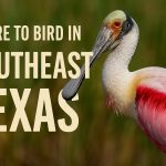 Where to Bird in Southeast Texas - Texas Birder