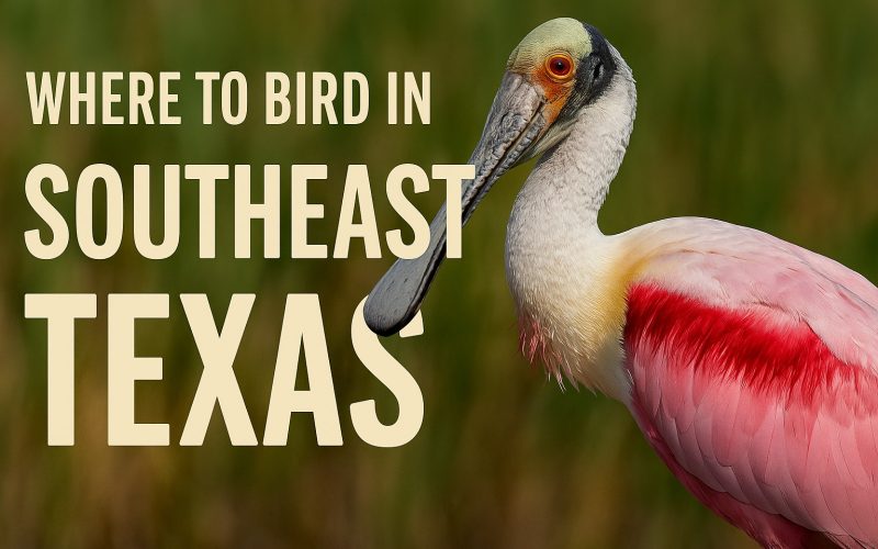 Where to Bird in Southeast Texas: Swamps, Shorebirds & Slightly Sweaty Joy