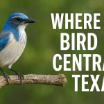 Where to Bird in Panhandle of Texas - Texas Birder locations.