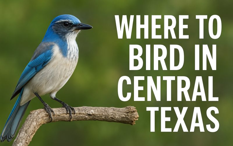 Where to Bird in Panhandle of Texas - Texas Birder locations.