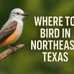 Where to Bird in Northeast Texas - Texas Birder
