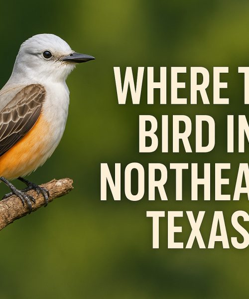 Where to Bird in Northeast Texas: Pines, Prairies, and a Whole Lotta Warblers