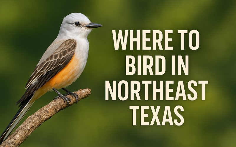 Where to Bird in Northeast Texas: Pines, Prairies, and a Whole Lotta Warblers