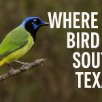 Where to Bird in South Texas - Texas Birder locations