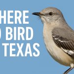 Where to Bird in Texas - Texas Birder locations.