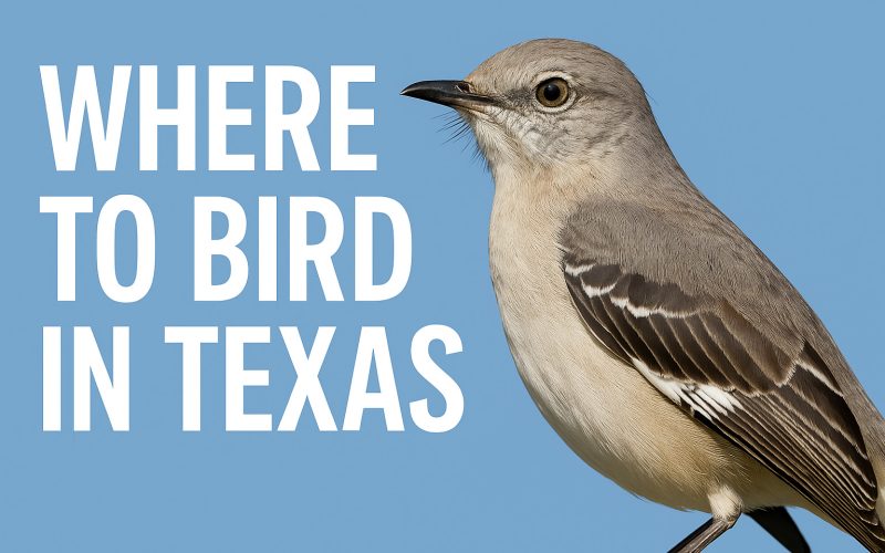Where to Bird in Texas: 10 Must-Visit Birding Locations in the Lone Star State