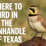 Where to Bird in Panhandle of Texas - Texas Birder locations