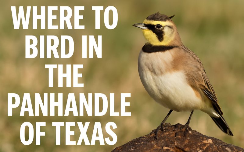 Where to Bird in the Texas Panhandle: Grasslands, Canyons, and Sky-High Surprises