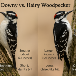 How to tell a Downey Woodpecker from a Hairy Woodpecker
