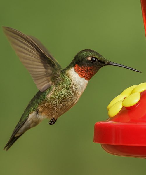 PSA: The Annual “My Hummingbirds Have Vanished!” Fear Has Returned