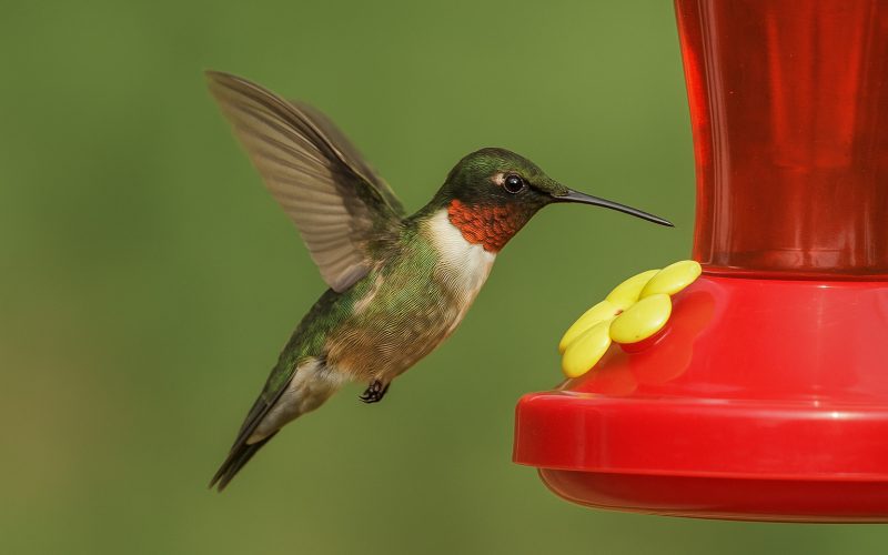 PSA: The Annual “My Hummingbirds Have Vanished!” Fear Has Returned