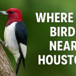 Where to Bird Near Houston, Texas - Texas Birder locations. Bird IDs