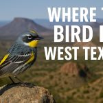 Where to Bird in WEst Texas - Texas Birder locations - Bird IDs