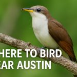 Where to Bird Near Austin, Texas - Texas Birder locations. Bird IDs, Birding gear, Texas Bird Identification