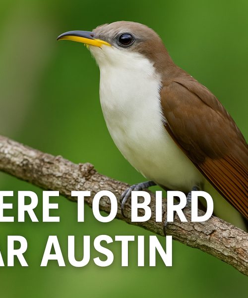 Where to Bird Near Austin: Hill Country Highlights, City Surprises & Feathered Funk